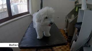 Grooming Coton de Tulear by Dlakca pet grooming 179 views 2 years ago 4 minutes, 30 seconds