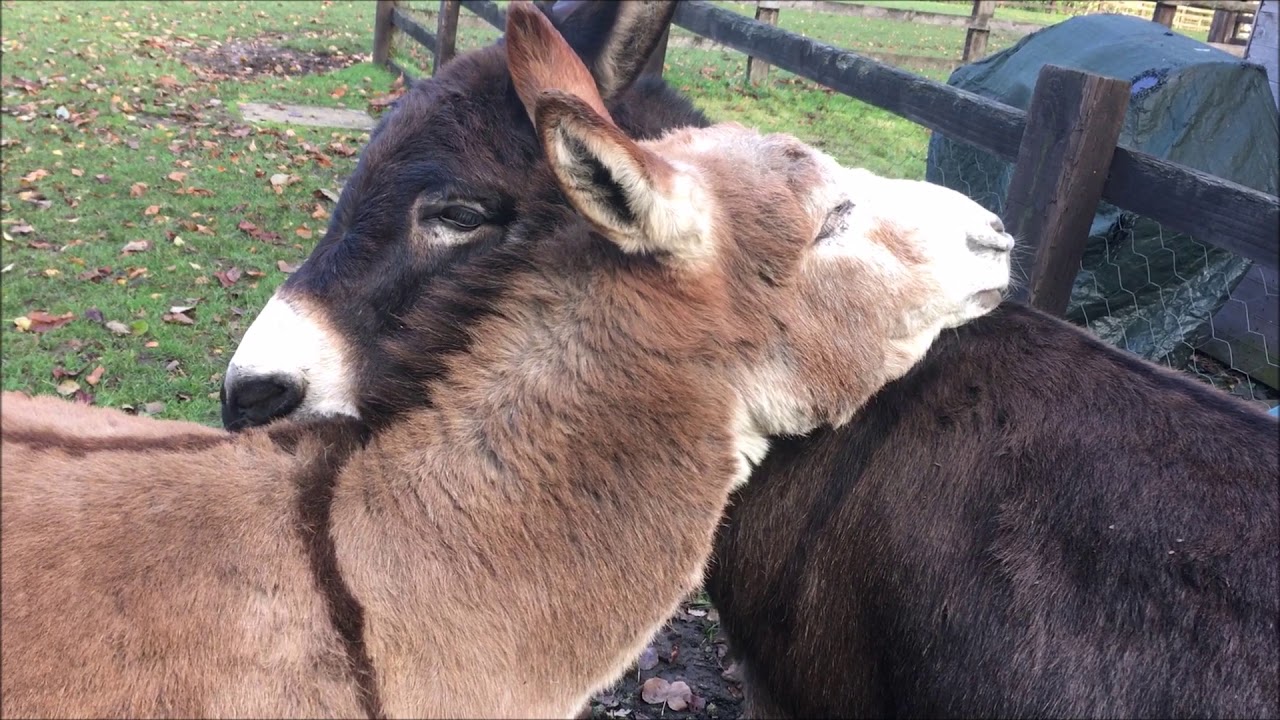 can you visit birmingham donkey sanctuary