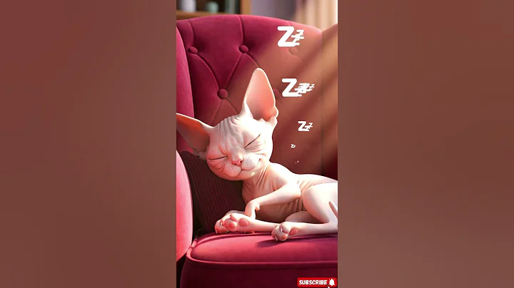 Video 11606511: adorable sphynx cat, sphynx cat enjoying, adorable hairless cat, cute hairless cat