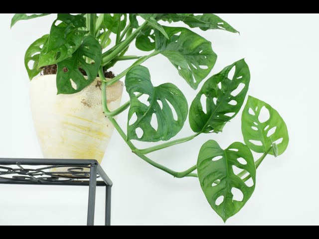 Monstera Monkey Leaf, ideala pentru apartament #ingrijireaflorilor - YouTube