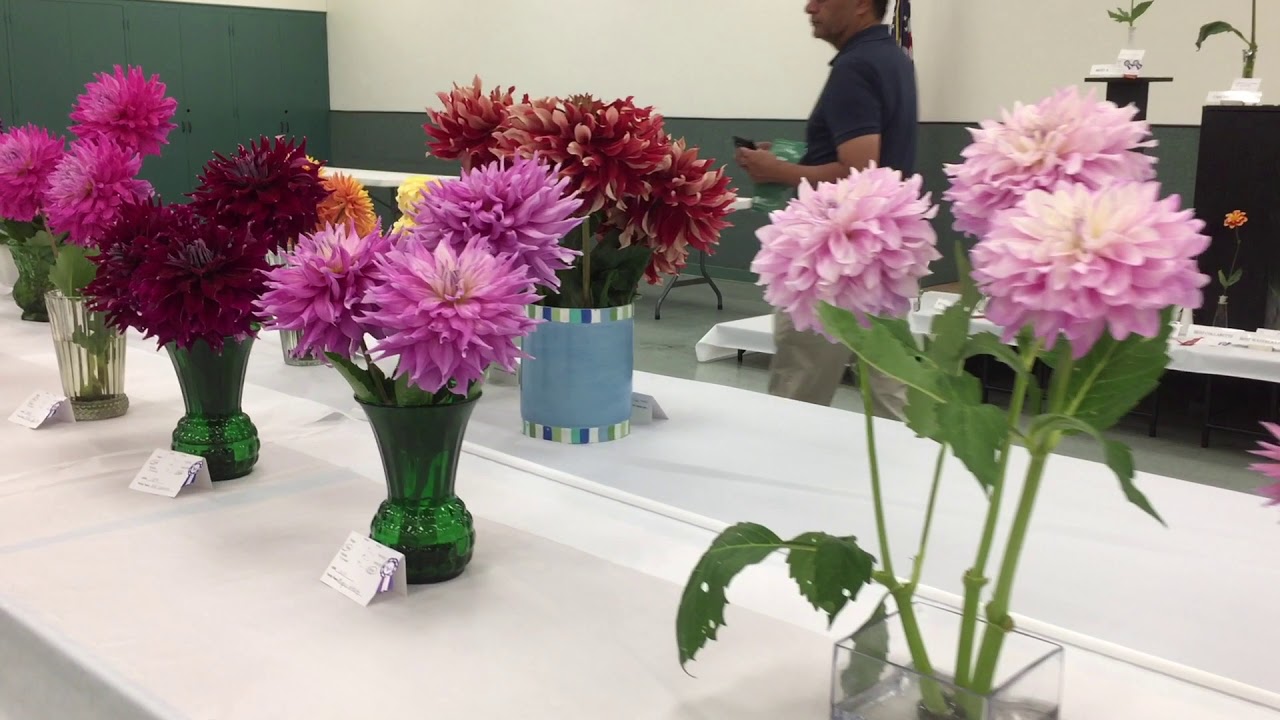 The 2019  Annual Dahlia Show