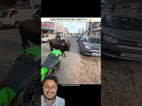 zx10r kawasaki shorts rider stunt super bike kawasaki ninja zx10r cow attack super sound zx10r#zx10r