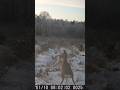 SARNA!! ROEBUCK!! W ZIMOWEJ ODSŁONIE! #fotopułapka #roebuck #trailcam #wildanimals #wildlife #forest