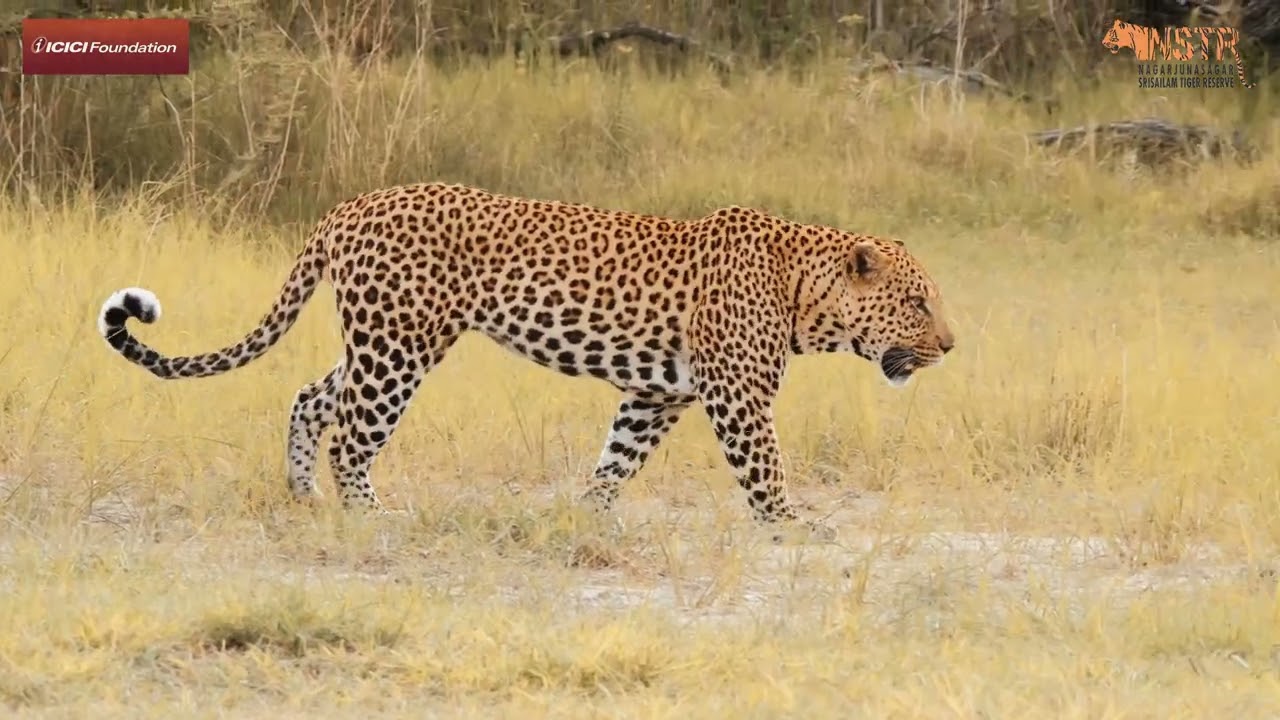 ICICI FOUNDATION X NSTR X SIAN STUDIOS