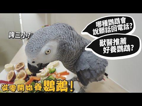 【從零開始養】鸚鵡!哪種鸚鵡會說髒話回電話?獸醫推薦好養鸚鵡?鸚鵡吃什麼?鸚鵡籠子推薦?【許伯簡芝】parrot