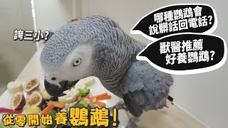 【從零開始養】鸚鵡!哪種鸚鵡會說髒話回電話?獸醫推薦好養鸚鵡?鸚鵡吃什麼?鸚鵡籠子推薦?【許伯簡芝】parrot