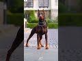 Dobermane😱😱😱 pinscher video and top quality#shortsfeed #viral #shorts #shortvideo #youtubeshorts