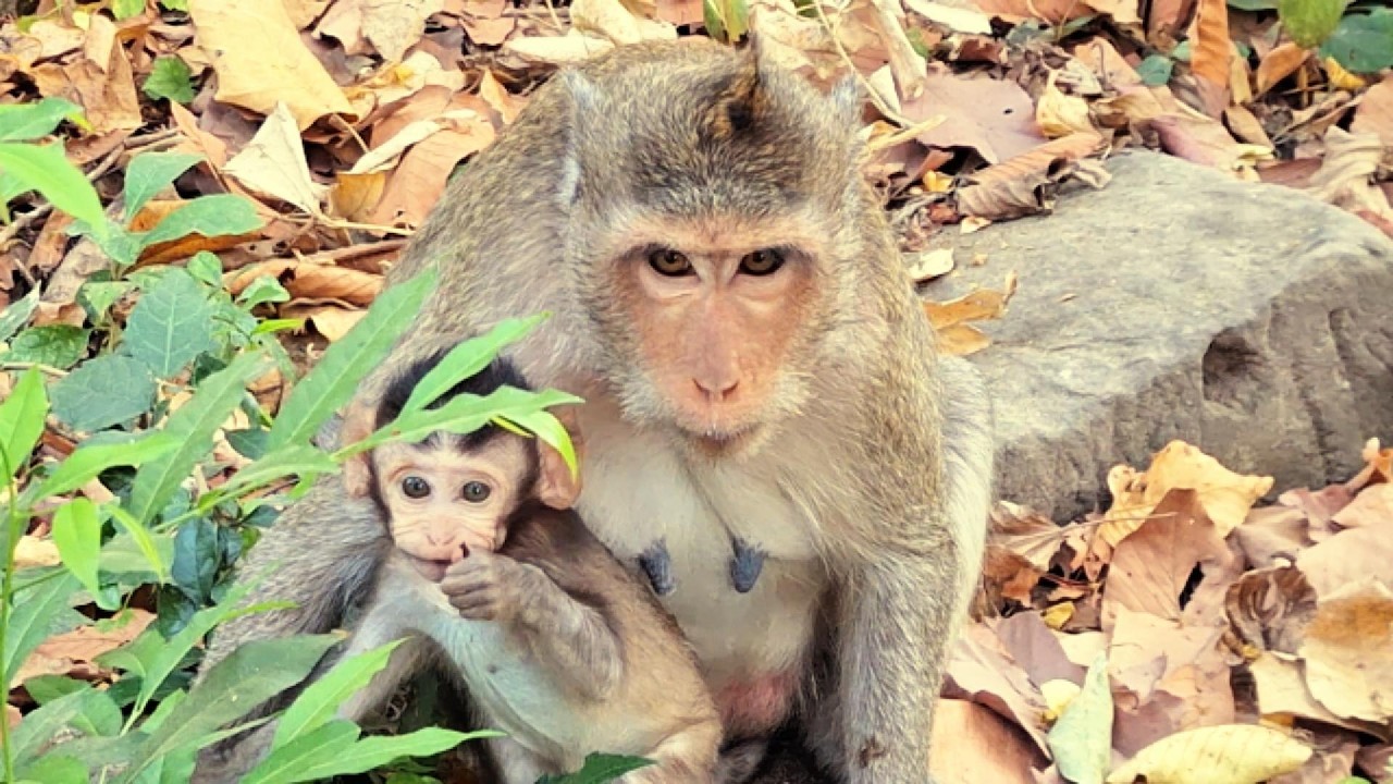Adorable Baby Monkey in Angkor Area, 
