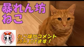 暴れん坊 猫