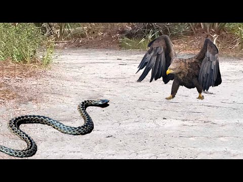 Long Time Hungry Eagle Attacks Snake - What Happens Next...