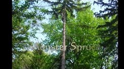 Rochester NY Tree Removal Specialist