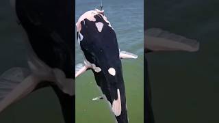 Do Cowfish Have Teeth?