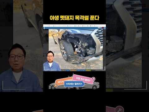 #2627. 야생 멧돼지 본 적 있어? #shorts