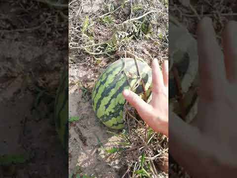 Копалка картошки на