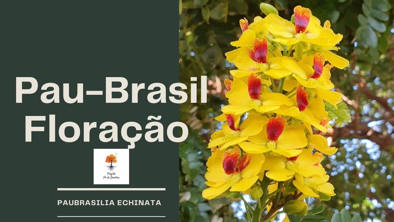 Pau-Brasil - Floração | Paubrasilia echinata