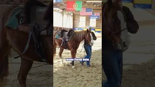 🐴 Der erste Sattel ist für ein junges Pferd ein echter Meilenstein.