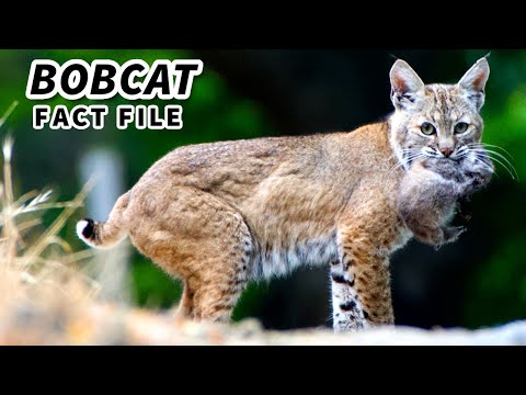 Video: Red lynx: description, lifestyle and habitat