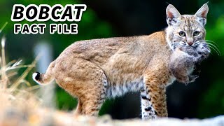 Bobcat Facts: the RED LYNX  Animal Fact Files
