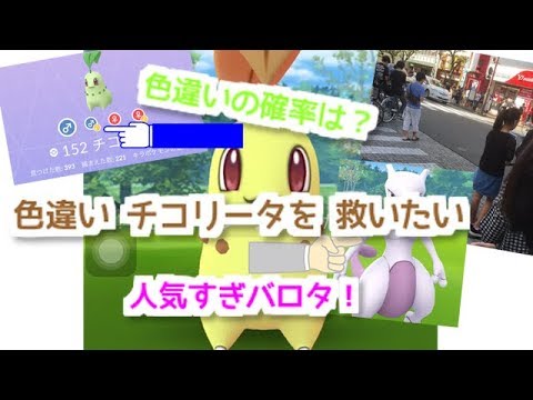 【ポケモンGO】大都会 岡山 チコリータデイ 【コミュニティデイ 色違い チコリータ】