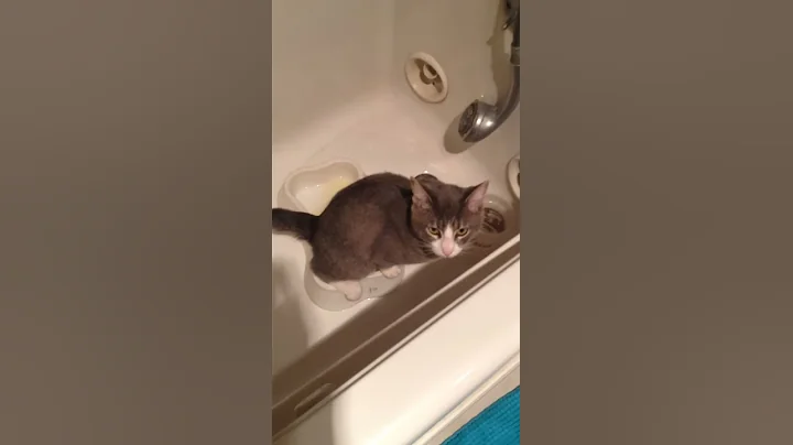 Watch the video about Potty trained Manx Cat Pees in a water bowl