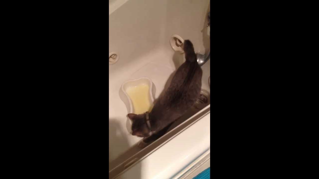 Potty trained Manx Cat Pees in a water bowl YouTube