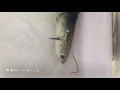 吸血線虫（カマラヌス）が寄生したグッピー【part4:完結編】寄生虫の全貌！死体から出てきた！の巻 - Guppy Camallanus part4 FINAL -