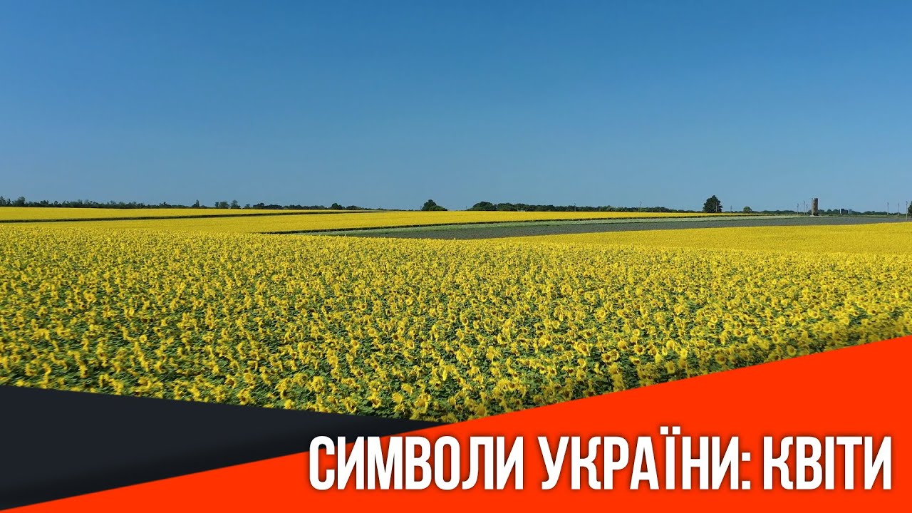 Символи України: неповторні українські квіти