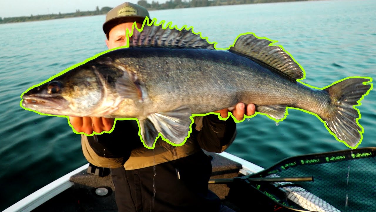 UNGLAUBLICH! 😲 Riesen Zander UND 120+ Hecht beim Jerkbait Angeln - YouTube