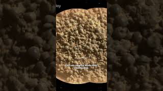 Jabuticabas From Mars