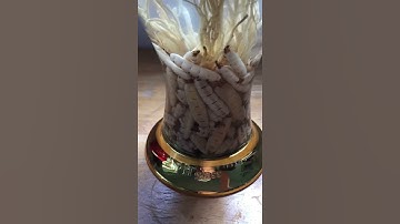 Rượu mối chúa ngâm sẵng , 0913398911