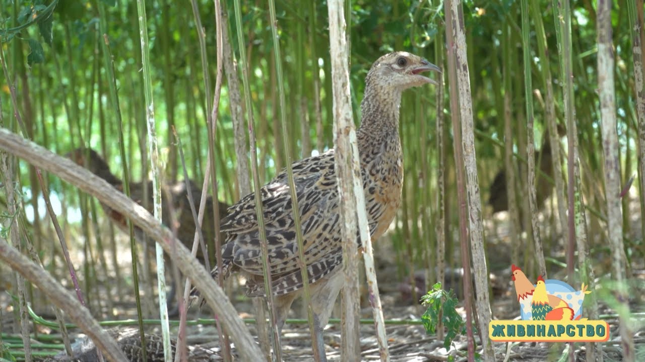 Živinarstvo ep. 13 25.08.2022. Uzgoj fazana, Fazanerija Ub, Zoran Marković