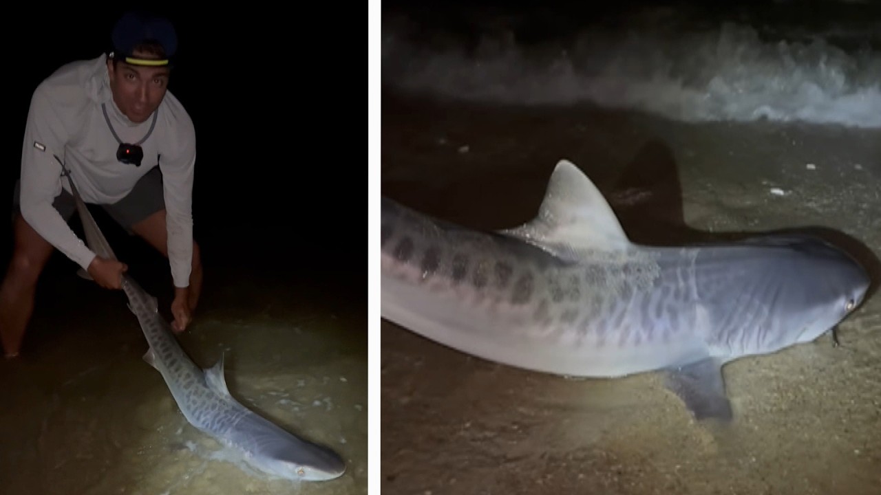 Warning After Brothers Reel In Tiger Shark Off Massachusetts
