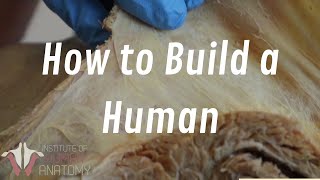 How to Build a Human | The Anatomy of Connective Tissue