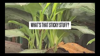 Download Lagu What is that sticky stuff on my plant? MP3