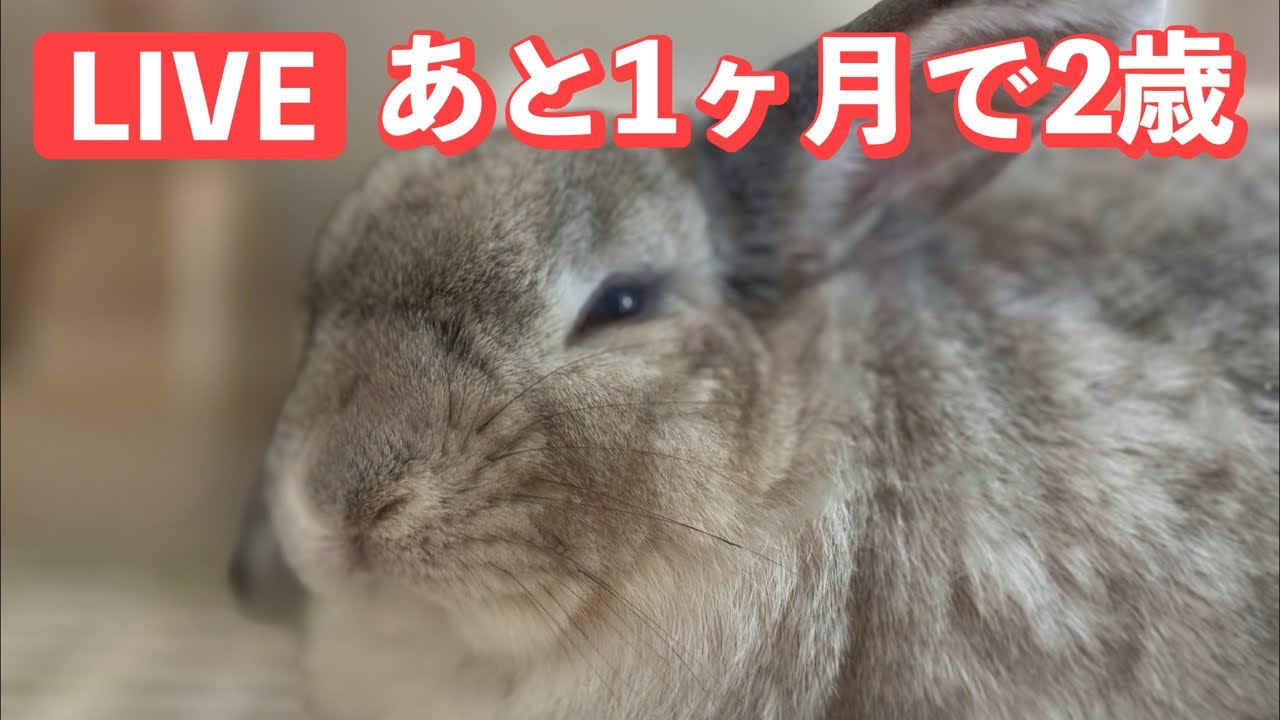 あと1ヶ月で2歳になるうさぎさんと保護うさちゃんとライブ配信！ - YouTube
