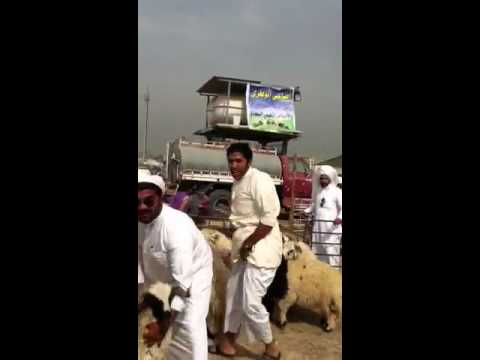 خروف العيد