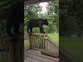 Mamma bear looking for the birdfeeder