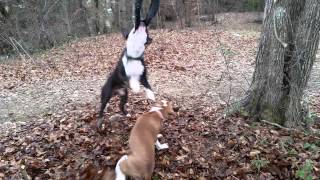 Clic Bully On Spring Pole