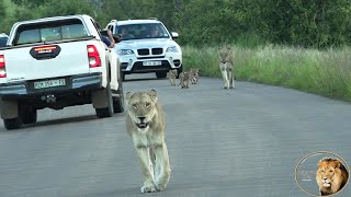 Are The Three Tiny Cubs Of Casper The White Lion Ready To Be Introduced Into The Satara Pride? by Africa Adventures 4,642 views 2 months ago 4 minutes, 52 seconds