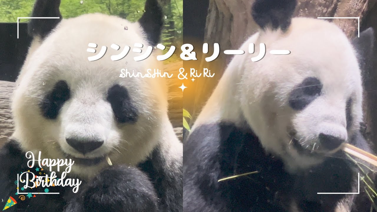 7/4 シンシンとリーリー】18歳になったばかりのシンシン（母）と来月18