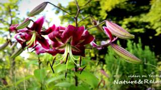 Nature & Relax Flowers Photo Slideshow with Relaxing music HD 29 🌿 screenshot 4