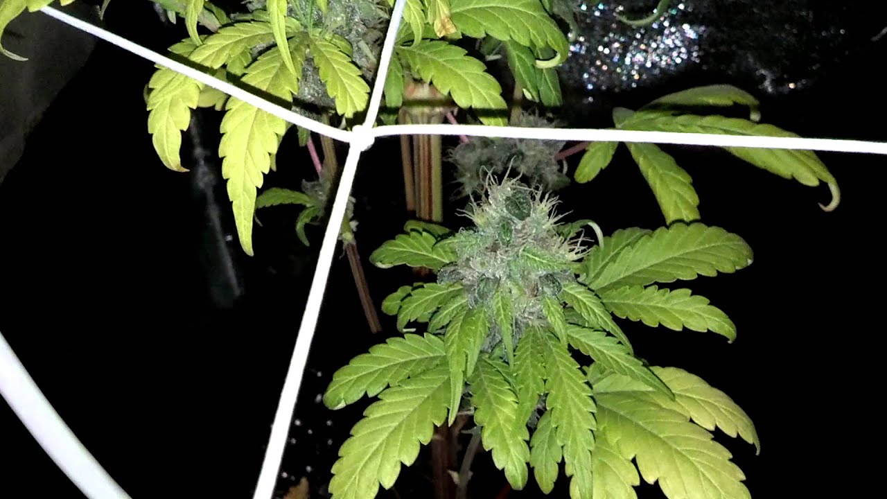 Day 60 - Frutilicious vs. Sweet Deep Grapefruit