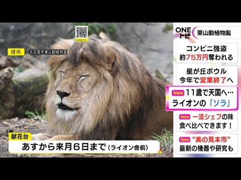 まだ11歳…名古屋・東山動物園のライオン「ソラ」死ぬ 死因は心不全で前日夕方までは普段通り過ごす