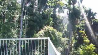 Mamu Rainforest Canopy Walkway, Australia