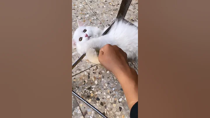 Video 2488921: cutecats furry persian cats, cute furry persian cat, persian catlover cutecat, persian cat pets cute, cutest persian cat