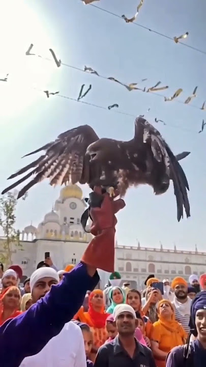 eh baaz ikkala hai 🙏🙏#waheguruji #santjarnailsinghjikhalsabhindranwale #viral #wmk #trending #shorts
