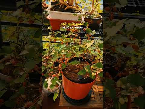 Em dâu lần đầu cho trái