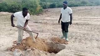 Episode 3: Land Preparation, Plant Density, Manure, and Lime - Setting the stage for optimal growth