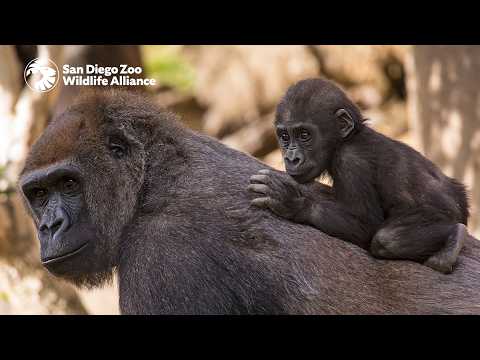An Inside Look at Harter Veterinary Medical Center | San Diego Zoo Safari Park