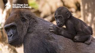 An Inside Look at Harter Veterinary Medical Center | San Diego Zoo Safari Park